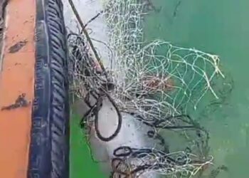 “Olha o Tubarão”: Animal com mais de 2 metros é pego a 1,5 km da Praia dos Cações, Marataízes/ES (VÍDEO)