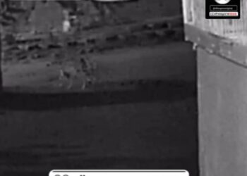 VÍDEO 40 MIL VISUALIZAÇÕES: Onça de Brejo dos Patos faz Prefeitura de Marataízes/ES emitir Nota Oficial